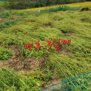 이소영님의 2024년 농사 계획은? · 참여글 작성글 사진