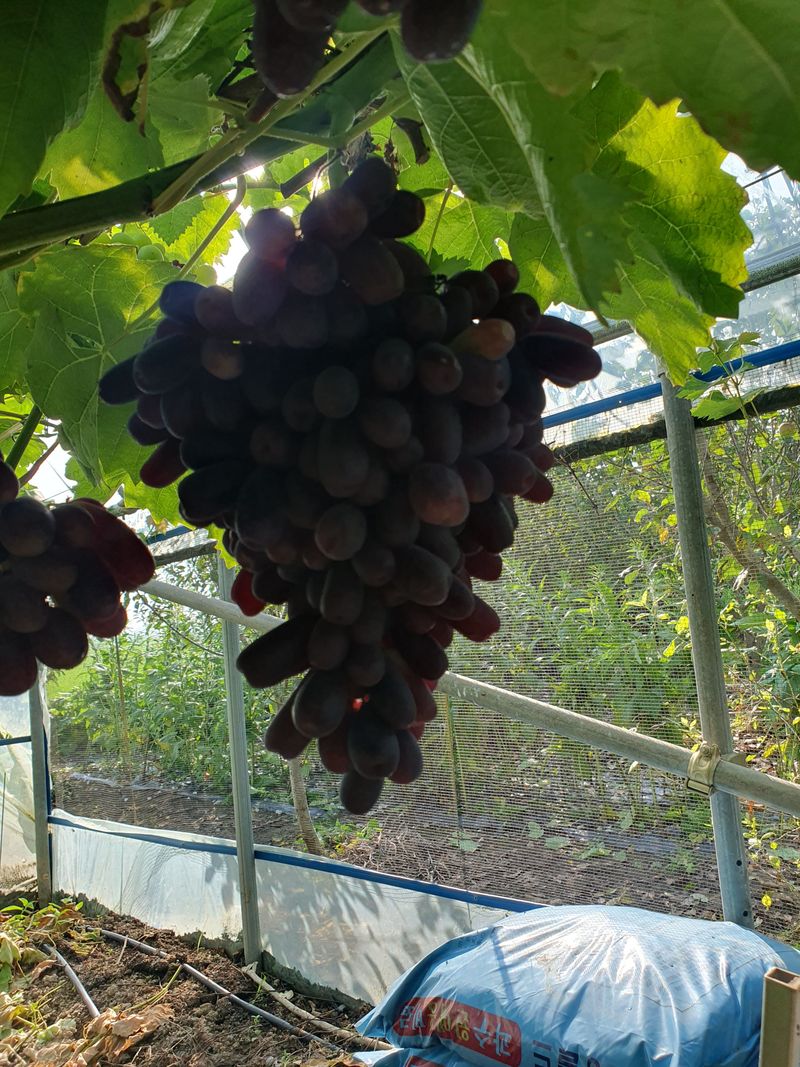 오대원님의 장터 판매 상품 [루비에스사과 수퍼복분자 블랙 베리 왜성호두 민엄나무묘목 포도 7종 판매합니다 ] 첨부 사진