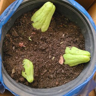 knlee님의 농사, 무엇이든 물어보세요! · 참여글 작성글 사진