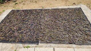 지안님의 2024년 농사 계획은? · 참여글 작성글 사진