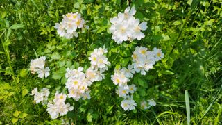 지안님의 2024년 농사 계획은? · 참여글 작성글 사진