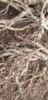 팜모닝 기타작물·병해충상담 게시글 이미지