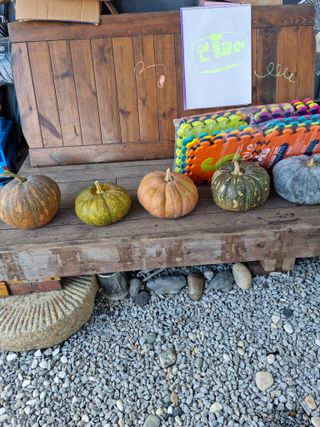 백현호님의 호박 · 자유게시판 작성글 사진