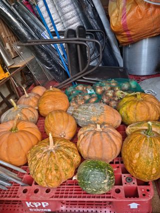 백현호님의 호박 · 자유게시판 작성글 사진