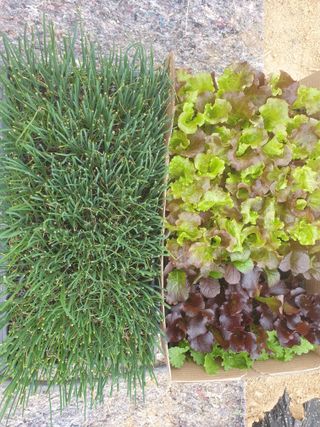 노경자님의 2024년 농사 계획은? · 참여글 작성글 사진