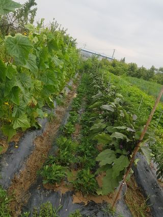 노경자님의 2024년 농사 계획은? · 참여글 작성글 사진