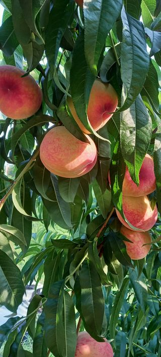 강성분님의 2024년 농사 계획은? · 참여글 작성글 사진