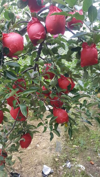 강성분님의 2024년 농사 계획은? · 참여글 작성글 사진