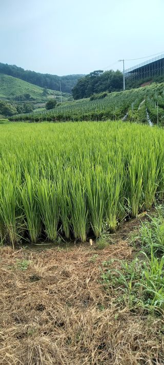 강성분님의 2024년 농사 계획은? · 참여글 작성글 사진