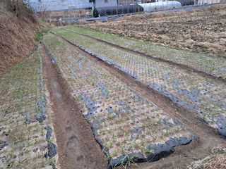 김종덕님의 2024년 농사 계획은? · 참여글 작성글 사진