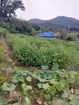 임창빈 님의 2024년 농사 계획은? · 참여글 작성글 사진