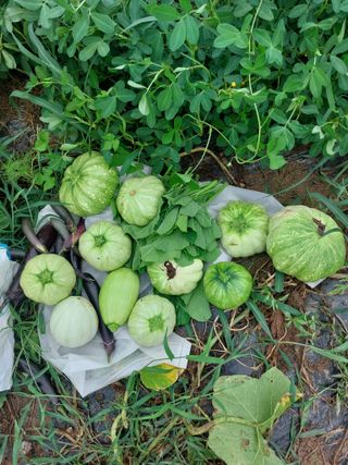 임창빈 님의 2024년 농사 계획은? · 참여글 작성글 사진