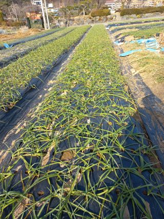 진윤자님의 2024년 농사 계획은? · 참여글 작성글 사진