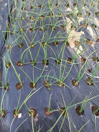 진윤자님의 2024년 농사 계획은? · 참여글 작성글 사진