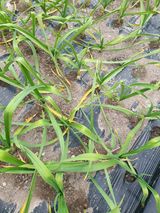 팜모닝 마늘·병해충상담 게시글 이미지