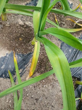 김용언 님의 마늘 · 병해충상담 작성글 사진