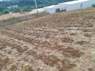 낙엽교목류2227님의 들깨 · 자유게시판 작성글 사진