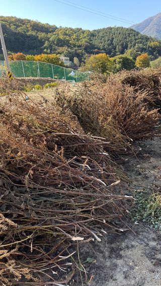 낙엽교목류2227님의 들깨 · 자유게시판 작성글 사진