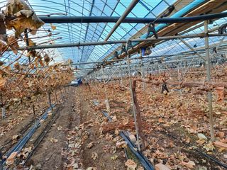 전진옥님의 포도 · 자유게시판 작성글 사진