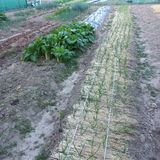 팜모닝 마늘·파종작업 게시글 이미지