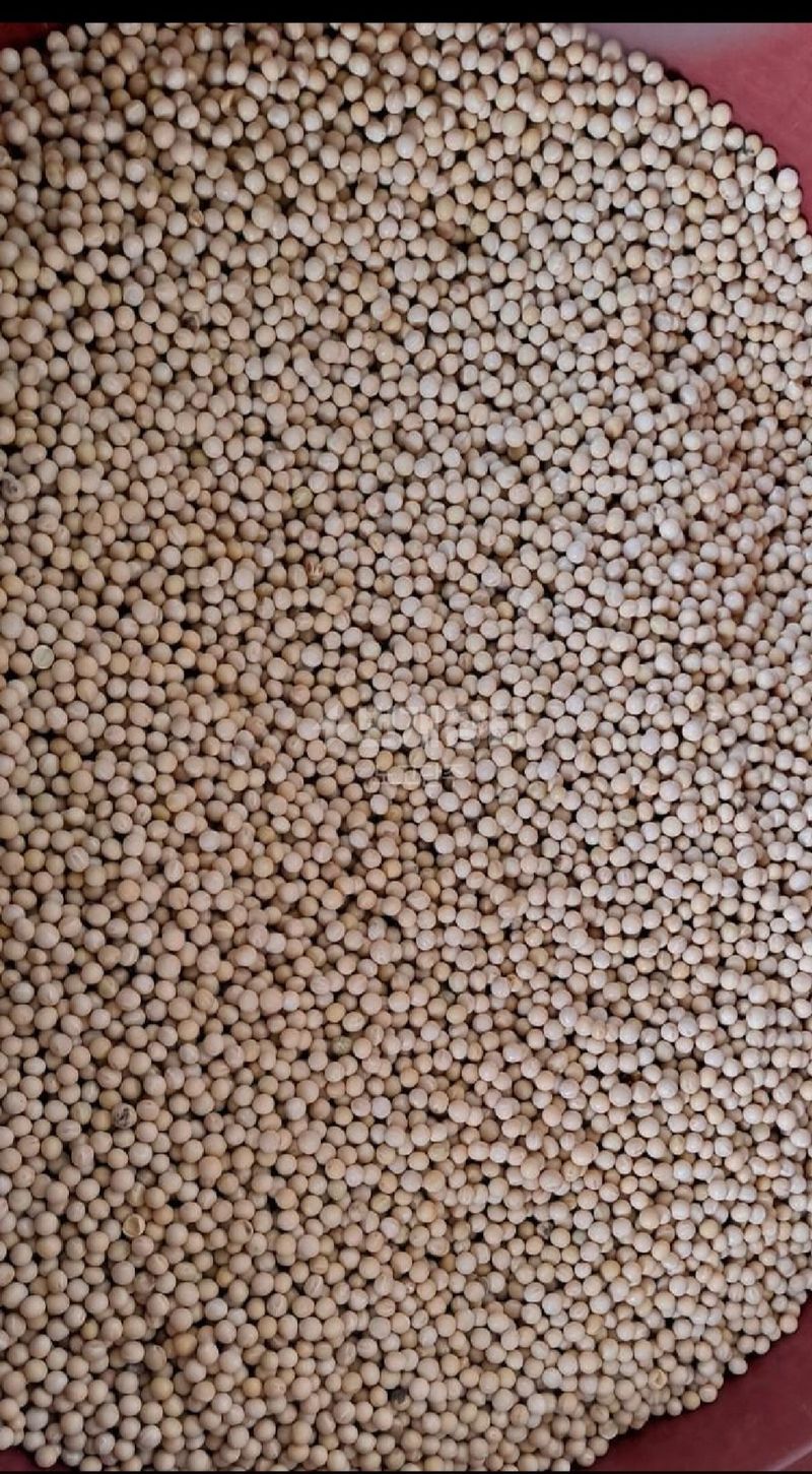 제일님의 장터 판매 상품 [청국장 200g] 첨부 사진