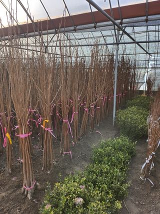 일심묘목농원님의 기타작물 · 자유게시판 작성글 사진