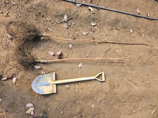 일심묘목농원님의 기타작물 · 자유게시판 작성글 사진