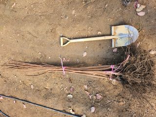 일심묘목농원님의 기타작물 · 자유게시판 작성글 사진