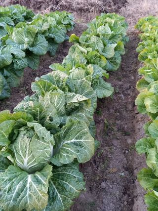 오현백님의 배추 · 수확 작성글 사진