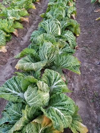 오현백님의 배추 · 수확 작성글 사진