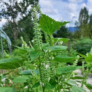 정길영님의 2024년 농사 계획은? · 참여글 작성글 사진