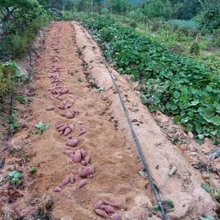 정길영님의 2024년 농사 계획은? · 참여글 작성글 사진