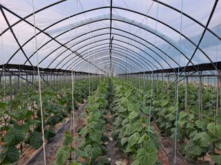 여주갑돌이님의 2024년 농사 계획은? · 참여글 작성글 사진