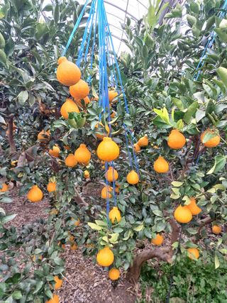 호호농장님의 귤 · 일상 작성글 사진