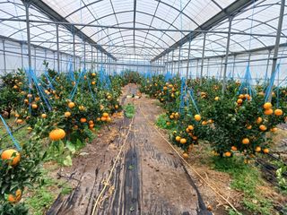 호호농장님의 귤 · 일상 작성글 사진