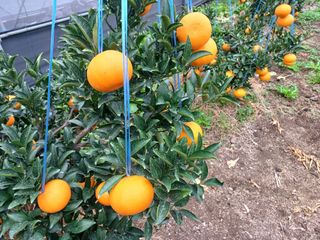 호호농장님의 귤 · 일상 작성글 사진