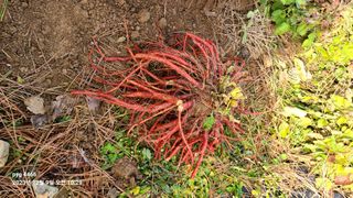 농꾼님의 2024년 농사 계획은? · 참여글 작성글 사진