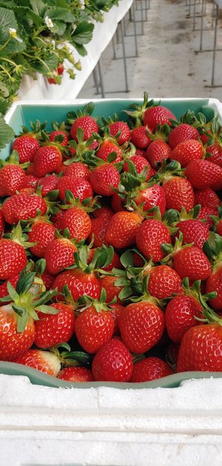 전성란님의 딸기 · 일상 작성글 사진