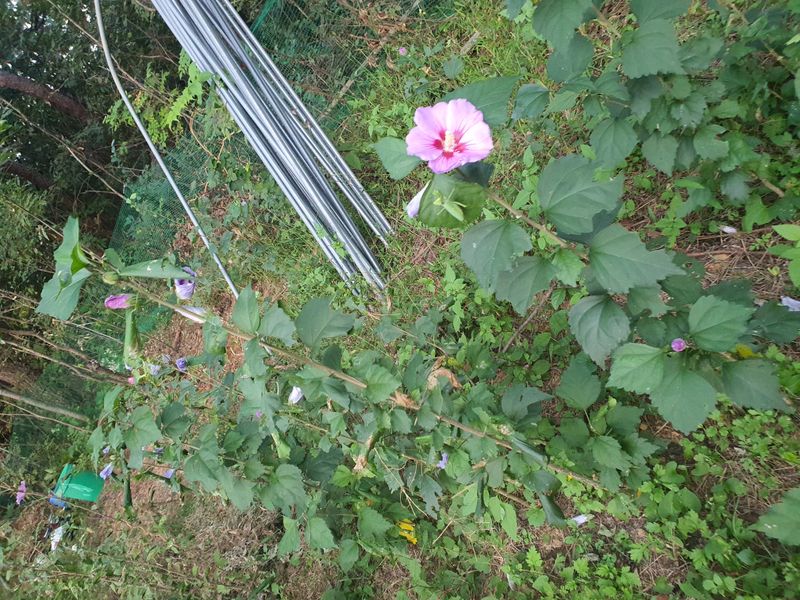 장터 상품 [무궁화나무] 썸네일