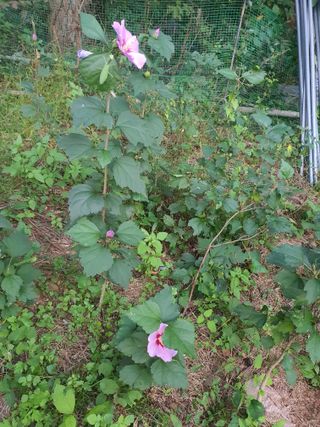 님프의 숲님의 작성글 사진