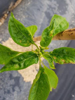 hankim팜님의 고추 · 병해충상담 작성글 사진