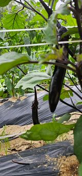 팜모닝 2024년 농사 계획은?·참여글 게시글 이미지