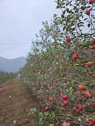 스마일님의 사과 · 시세•판로 작성글 사진