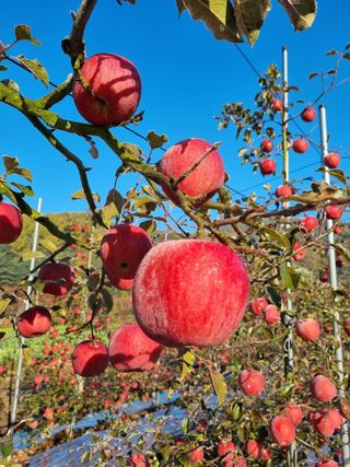 스마일님의 사과 · 시세•판로 작성글 사진