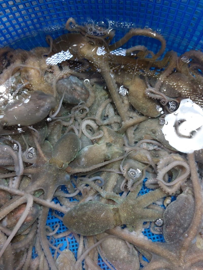 장터 상품 [소낙지 한마리 50-80g  10마리] 썸네일