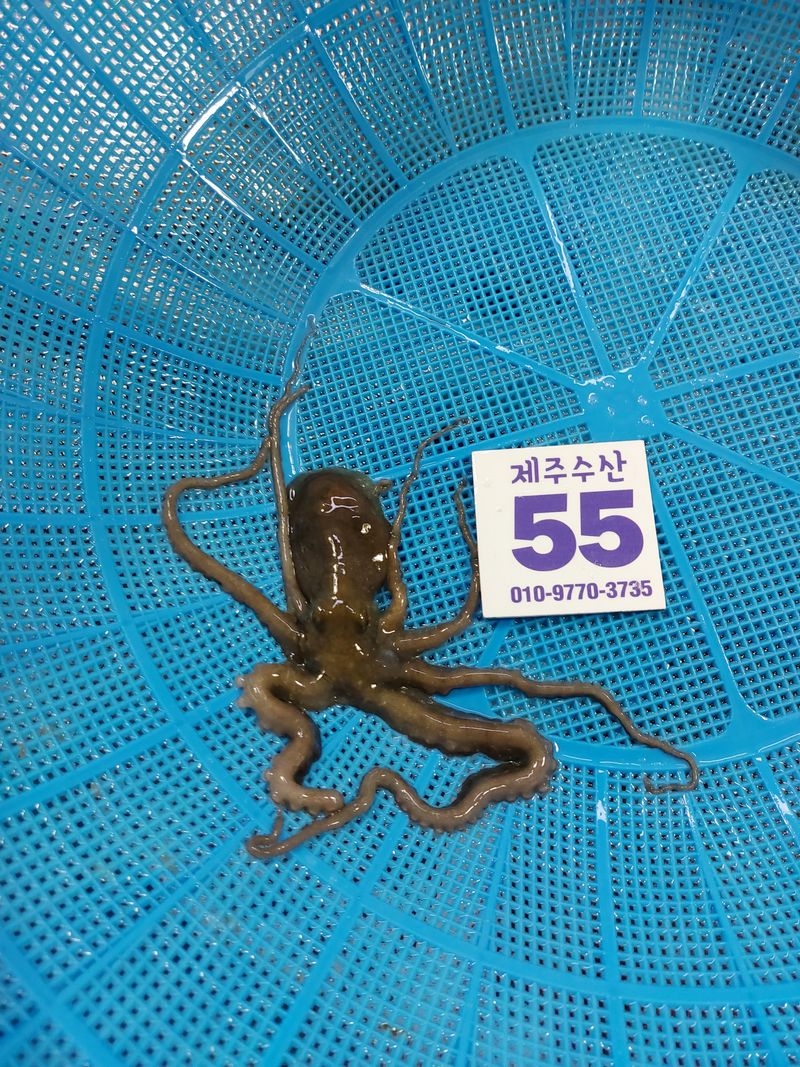 목포제주수산님의 장터 판매 상품 [소낙지 한마리 50-80g  10마리] 첨부 사진