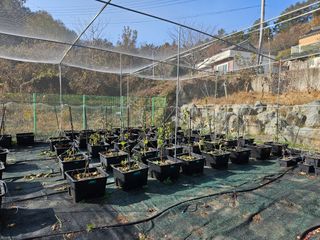 금도끼은도끼님의 기타작물 · 영농일지 작성글 사진