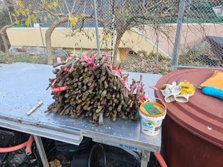 금도끼은도끼님의 기타작물 · 영농일지 작성글 사진