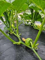 팜모닝 2024년 농사 계획은?·참여글 게시글 이미지