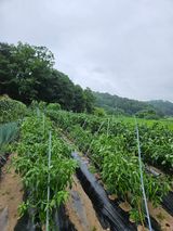 이도상님의 2024년 농사 계획은?·참여글 작성글 사진